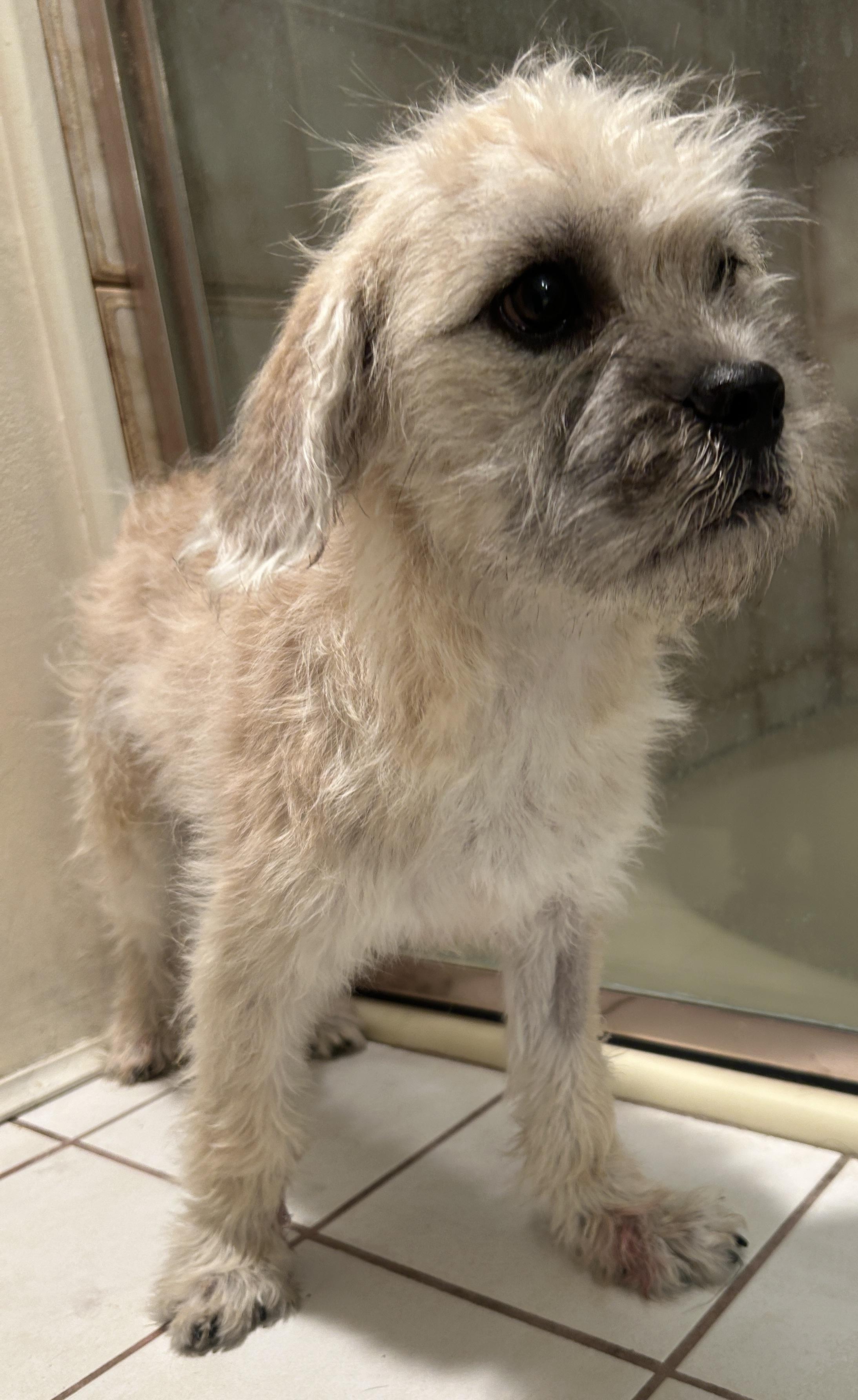 Enlarge BENTLEY , a ADOPTABLE Terrier in El Cajon, CA image 4/6