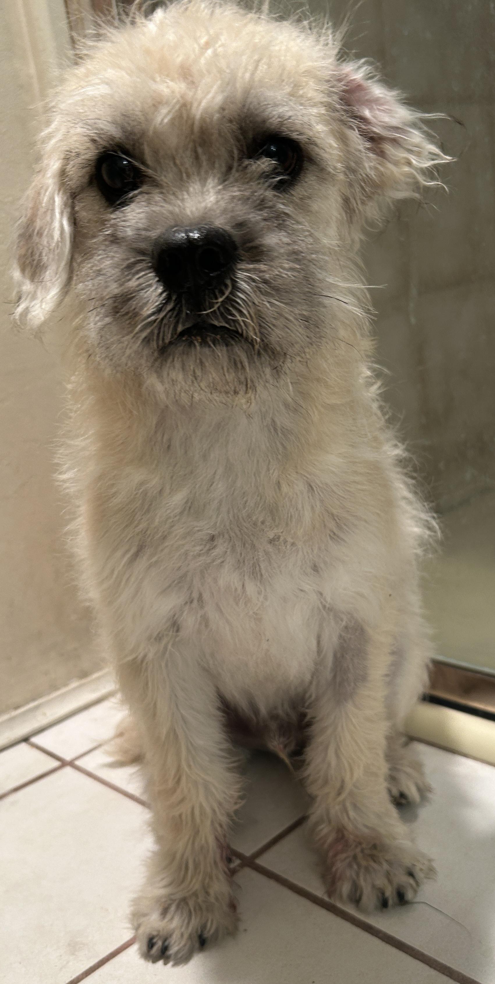 BENTLEY , ADOPTABLE, Puppy Male Terrier.