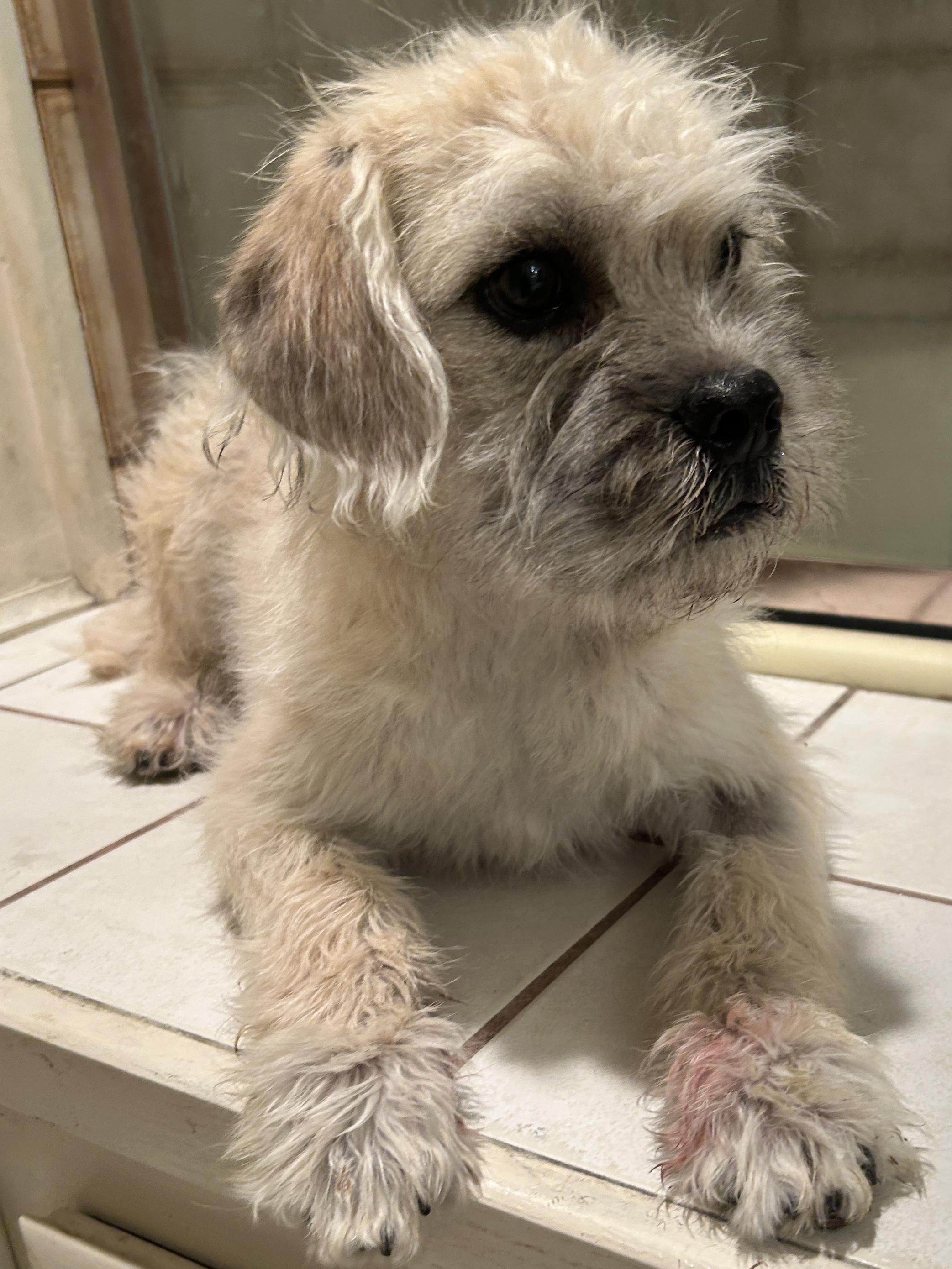 Enlarge BENTLEY , a ADOPTABLE Terrier in El Cajon, CA image 2/6