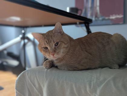 Yuri, Adoptable, Adult Male Domestic Short Hair & Domestic Short Hair.