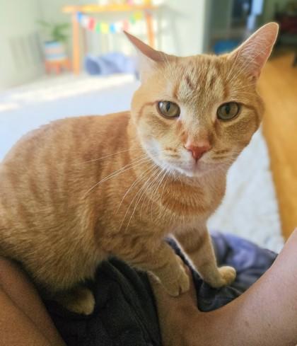 Yuri, Adoptable, Adult Male Domestic Short Hair & Domestic Short Hair.