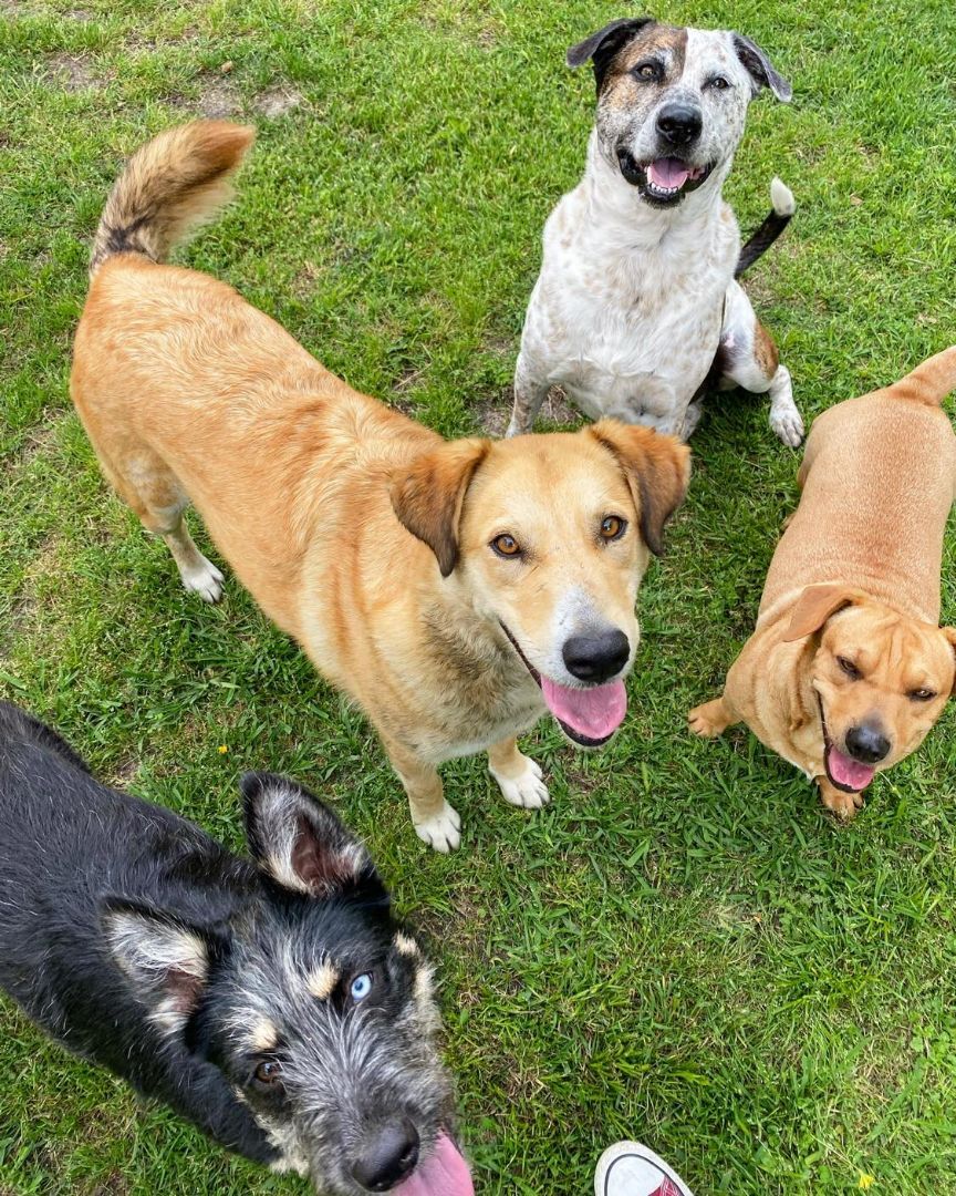 Enlarge Razzmatazz, a Adopted mixed breed in Whitewright, TX image 1/4