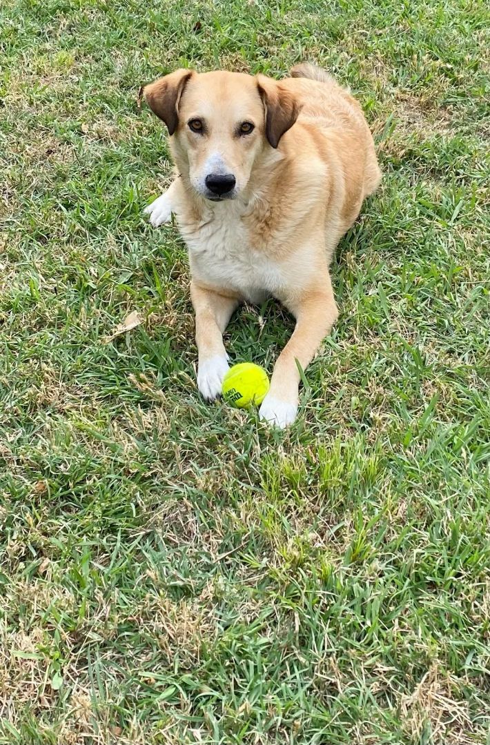 Enlarge Razzmatazz, a Adopted mixed breed in Whitewright, TX image 2/4