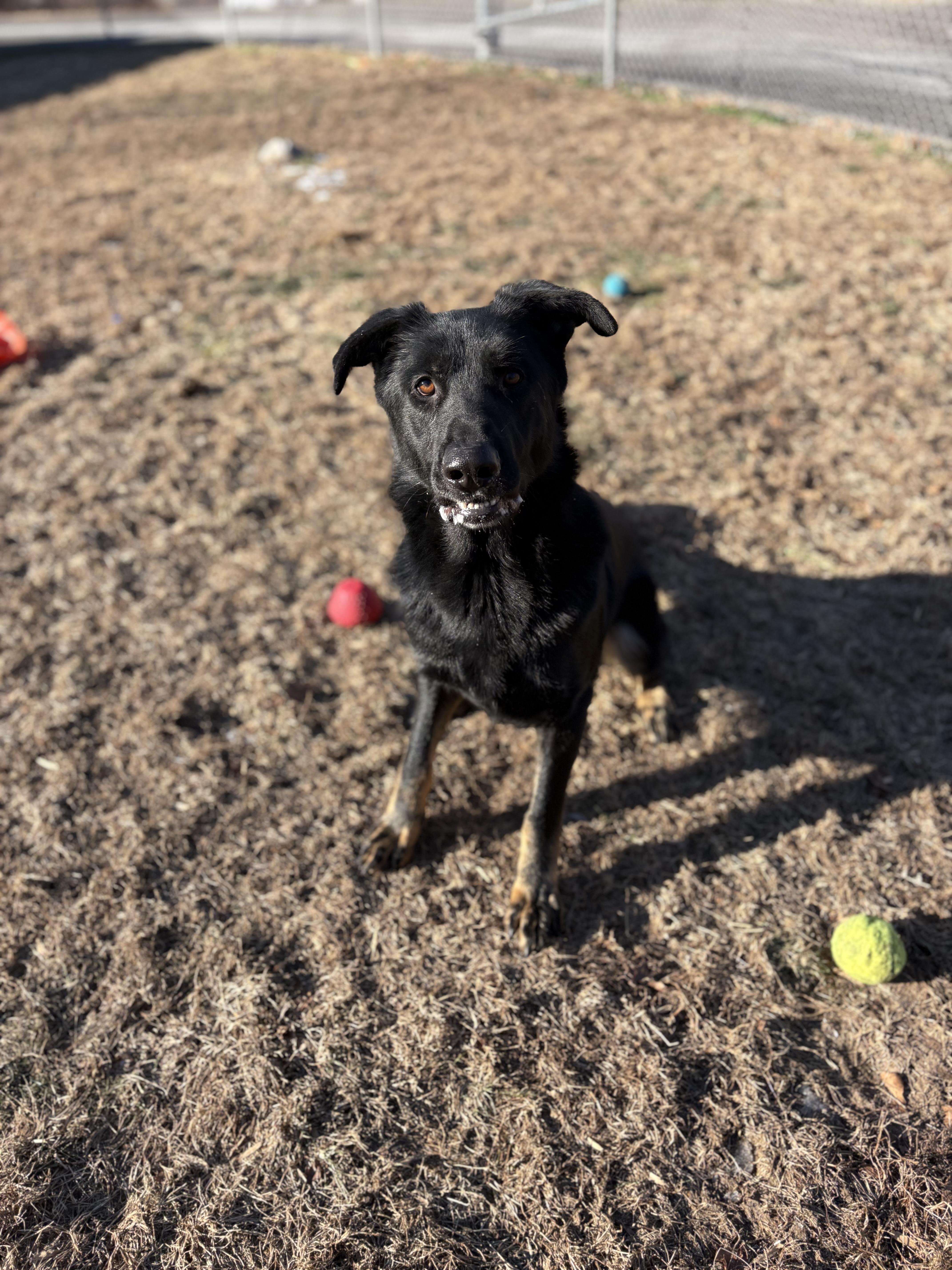 Enlarge Titan, a ADOPTABLE German Shepherd Dog in Watertown, CT image 2/3