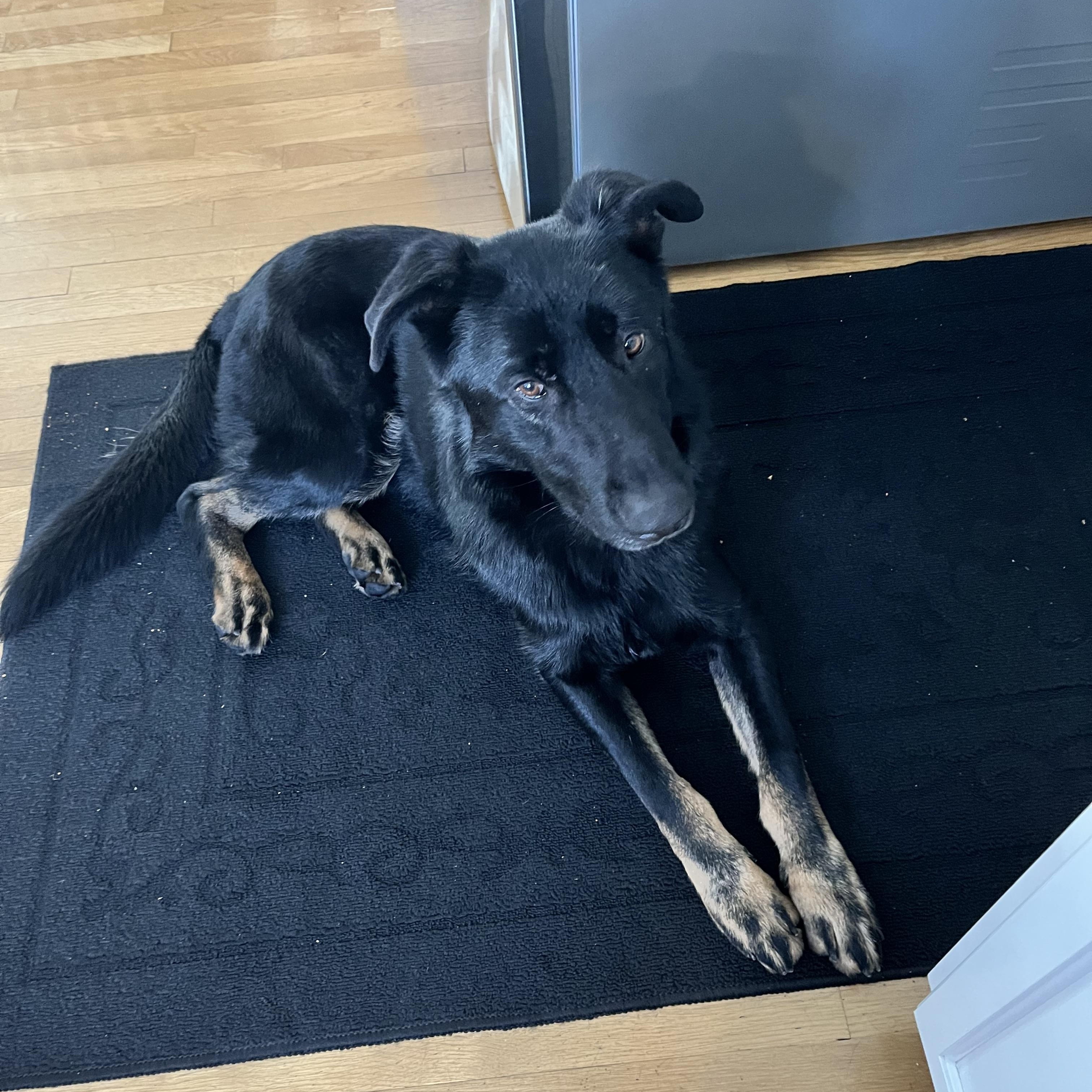 Enlarge Titan, a ADOPTABLE German Shepherd Dog in Watertown, CT image 3/3