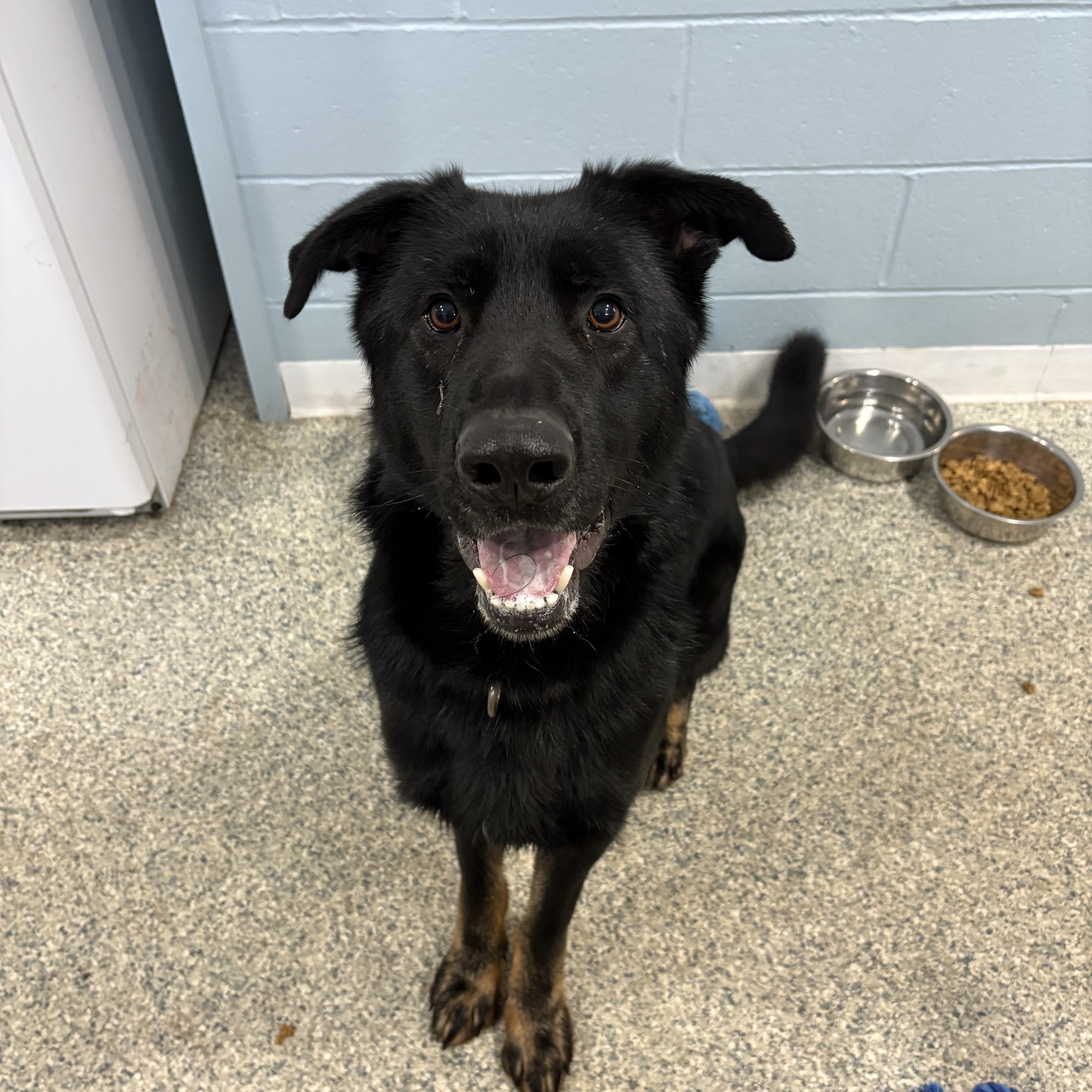 Enlarge Titan, a ADOPTABLE German Shepherd Dog in Watertown, CT image 1/3