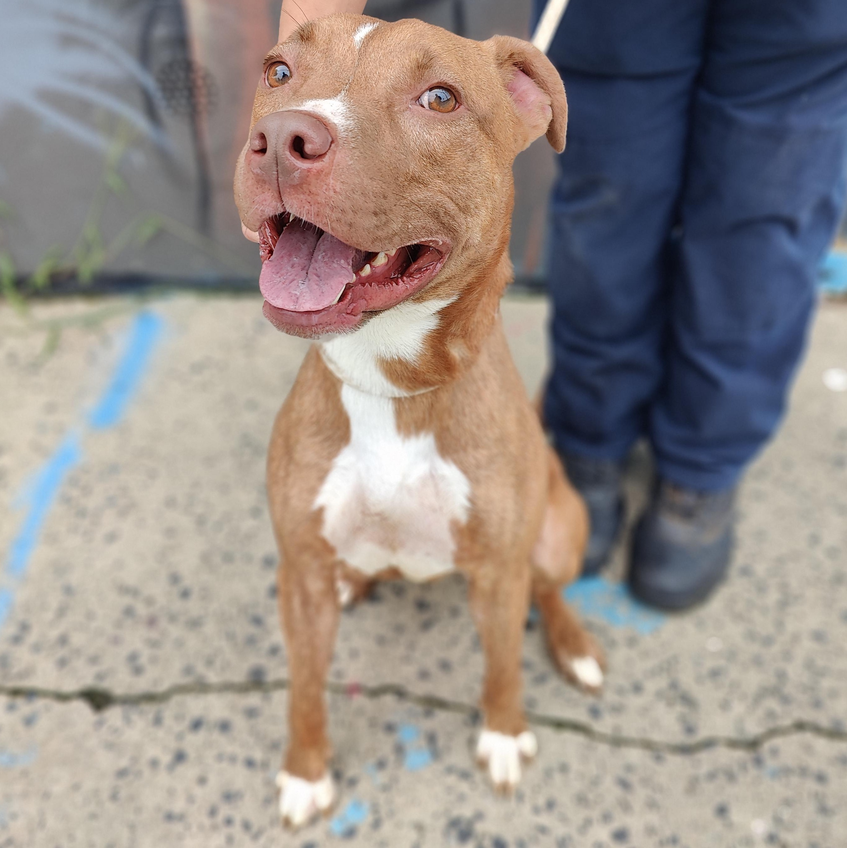 Enlarge Jessie, a Adoptable Pit Bull Terrier in Jersey city, NJ image 2/2