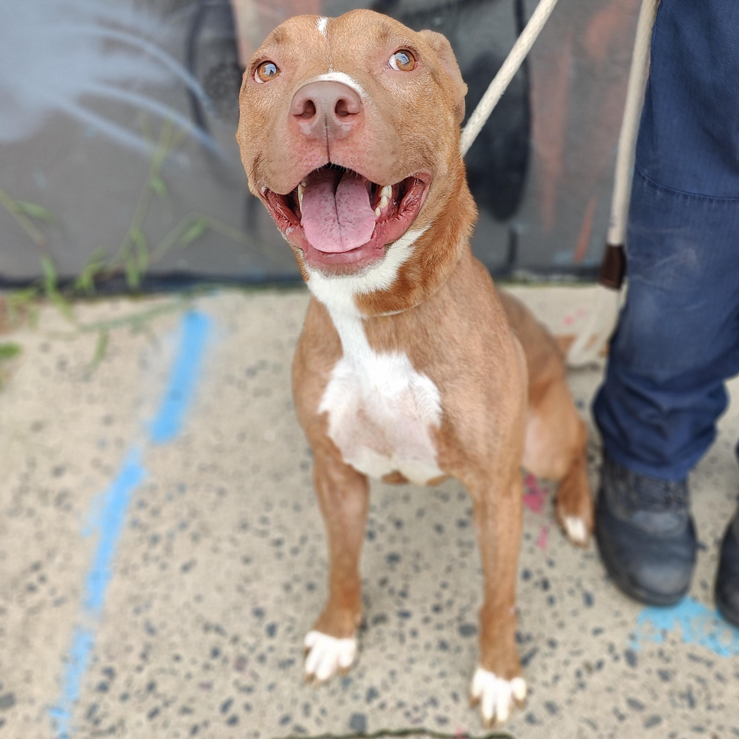 Enlarge Jessie, a Adoptable Pit Bull Terrier in Jersey city, NJ image 1/2