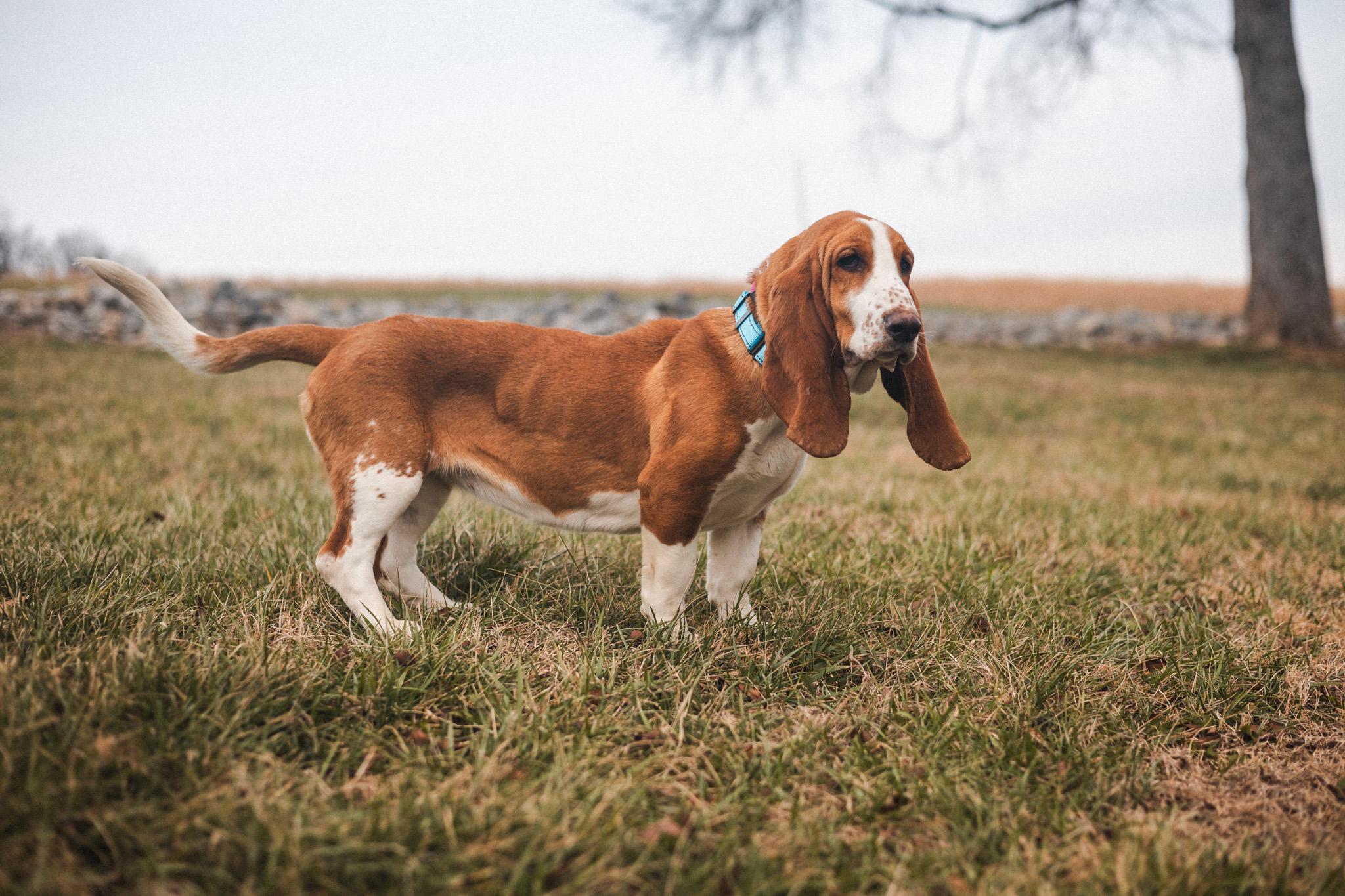 Honey Suckle thumbnail 2