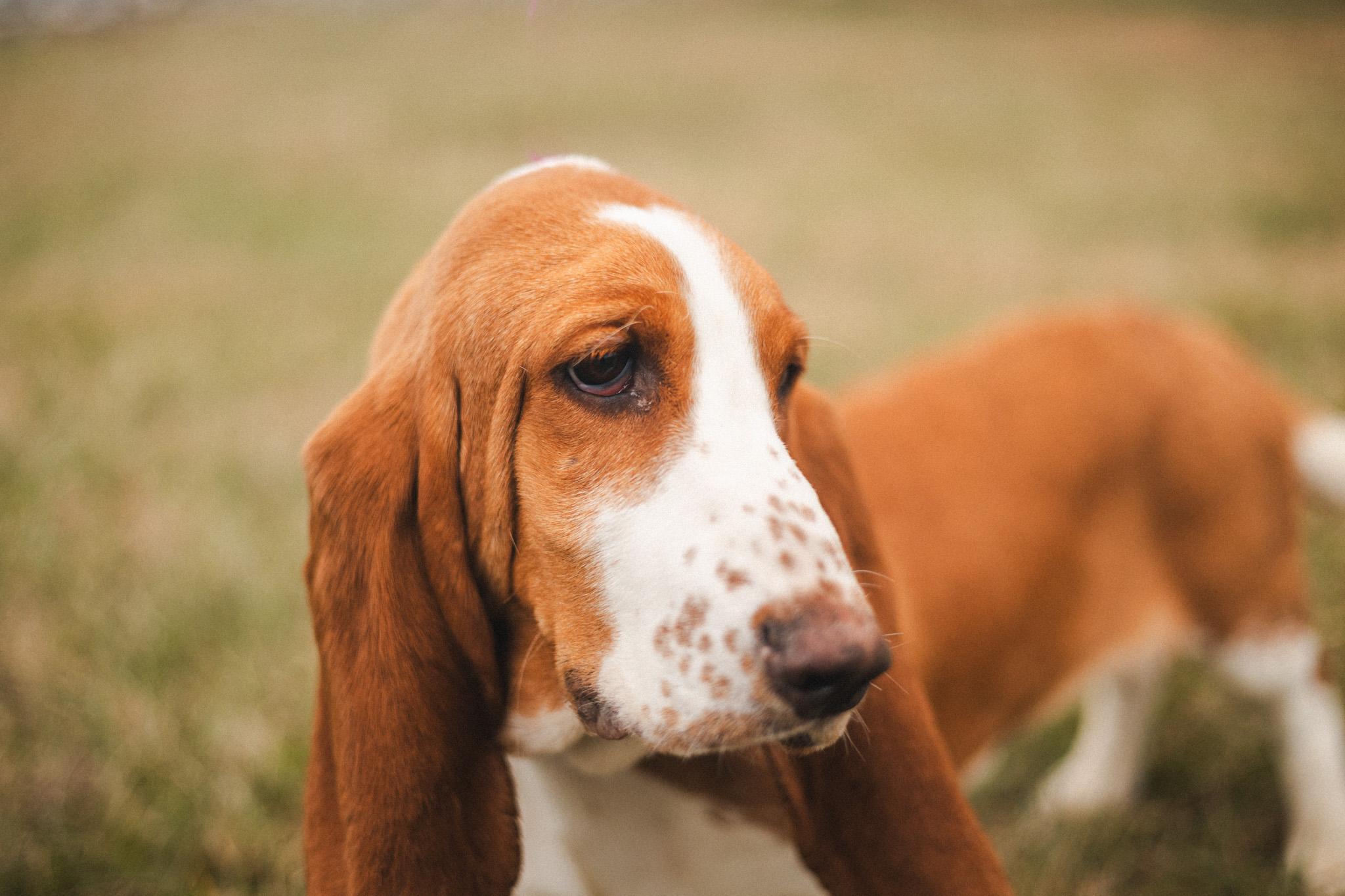 Honey Suckle thumbnail 4