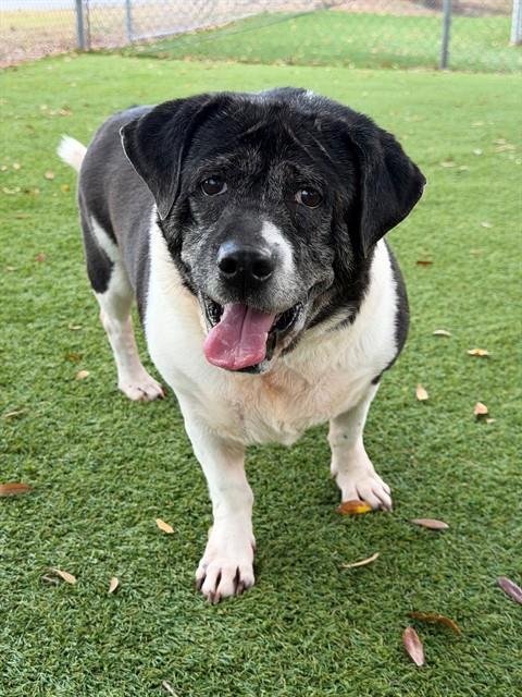 SCARLET, Adoptable, Adult Female Basset Hound & Mixed Breed.