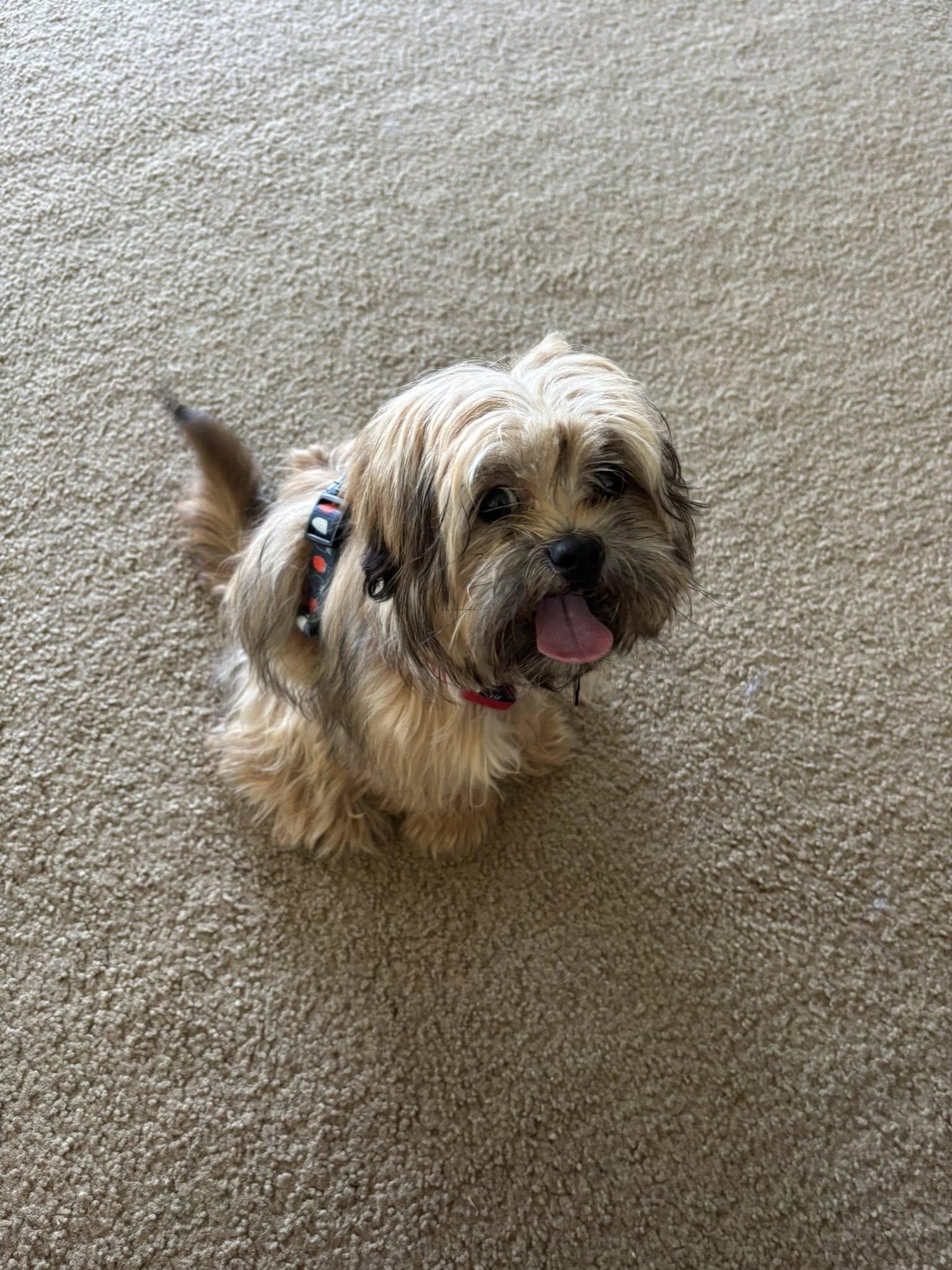 Enlarge Benji, a ADOPTABLE mixed breed in Williamsburg, VA image 1/5