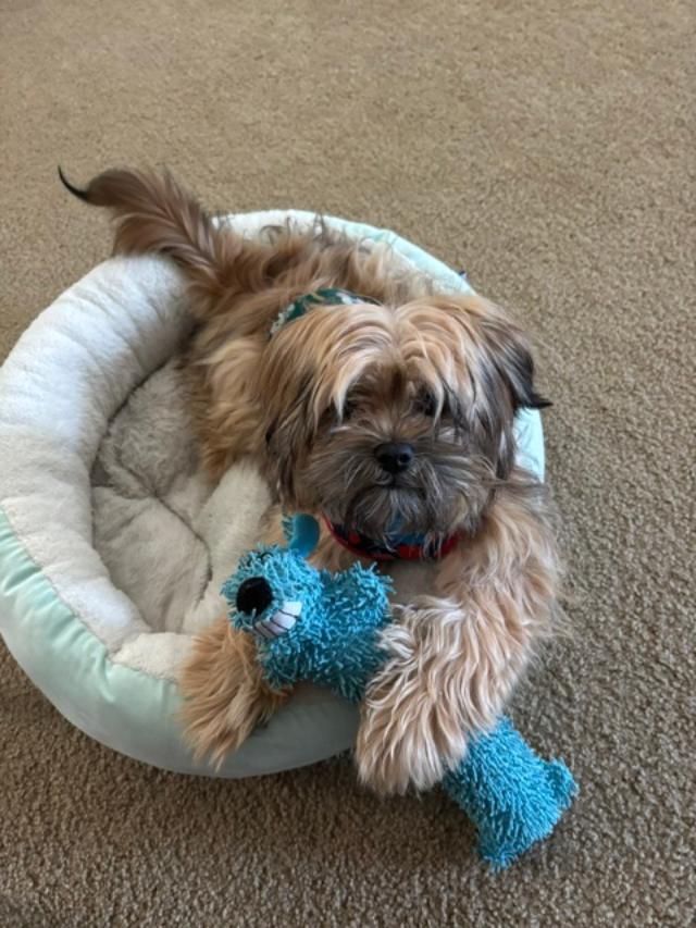 Enlarge Benji, a ADOPTABLE mixed breed in Williamsburg, VA image 2/5