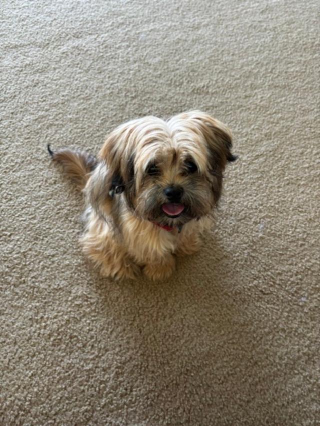 Enlarge Benji, a ADOPTABLE mixed breed in Williamsburg, VA image 3/5