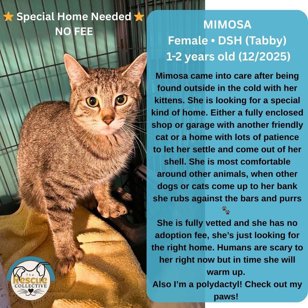 Mimosa, ADOPTABLE, Adult Female Domestic Short Hair.
