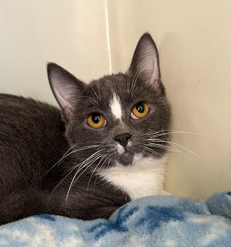 Yaya, Adoptable, Kitten Female Domestic Short Hair.