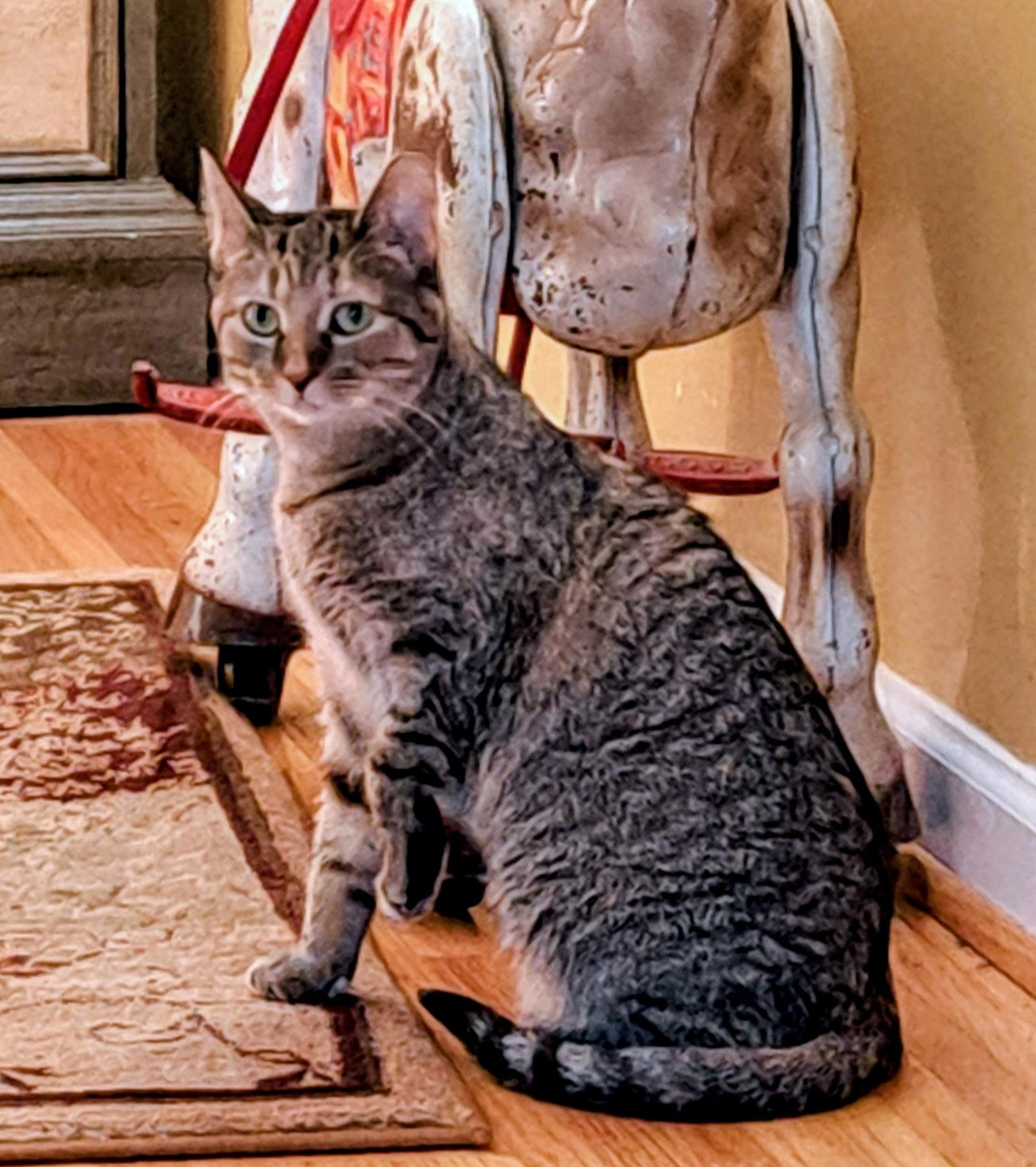 Hazel, Adoptable, Adult Female Domestic Short Hair.