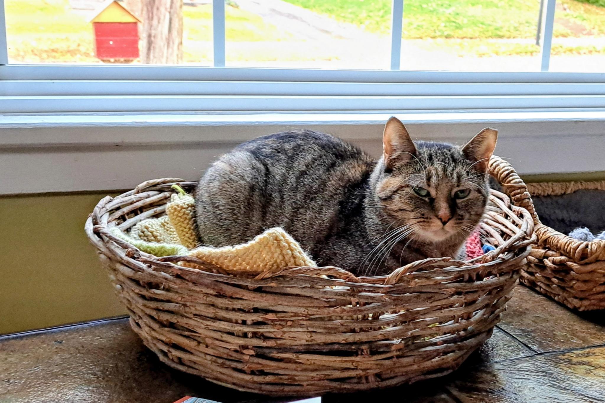 Hazel, a Adoptable Domestic Short Hair in Rochester, NY image 6/6