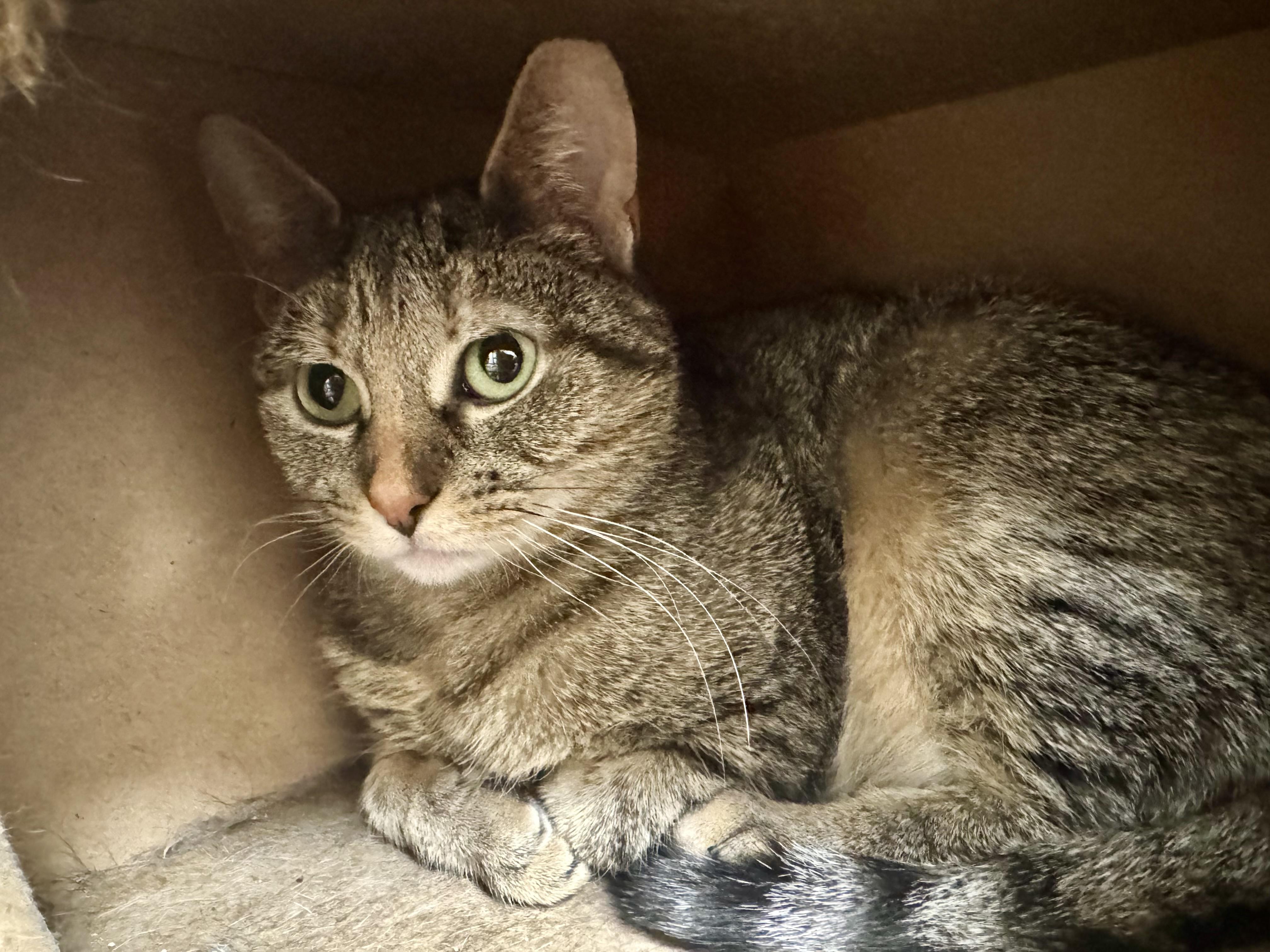 Hazel, a Adoptable Domestic Short Hair in Rochester, NY image 3/6