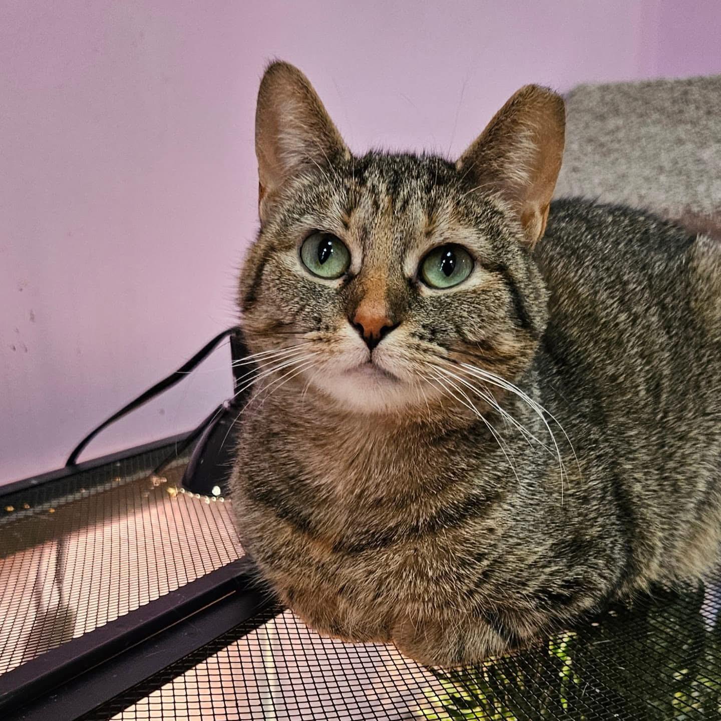 Hazel, a Adoptable Domestic Short Hair in Rochester, NY image 2/6