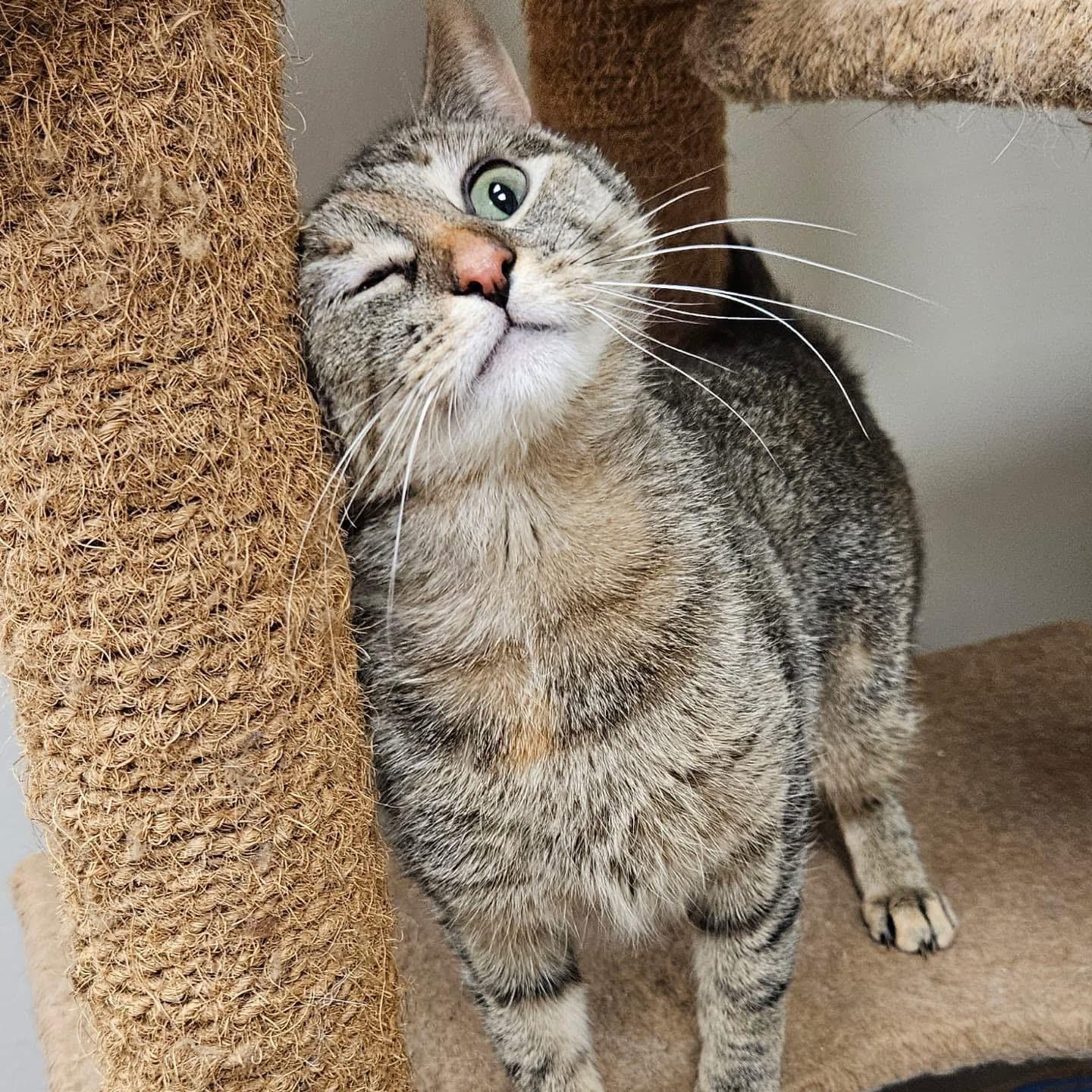 Hazel, a Adoptable Domestic Short Hair in Rochester, NY image 4/6