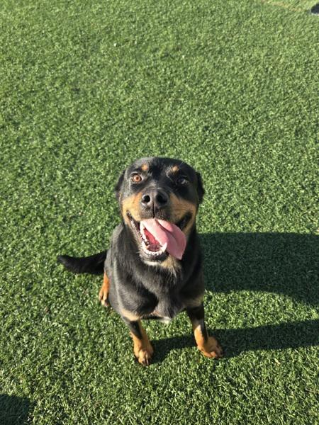 Dude, Adoptable, Young Male Rottweiler.
