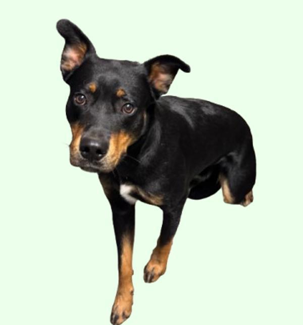 Enlarge Dude, a Adoptable mixed breed in Hollister, CA image 2/4