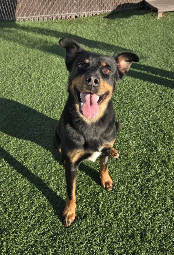 Enlarge Dude, a Adoptable mixed breed in Hollister, CA image 3/4