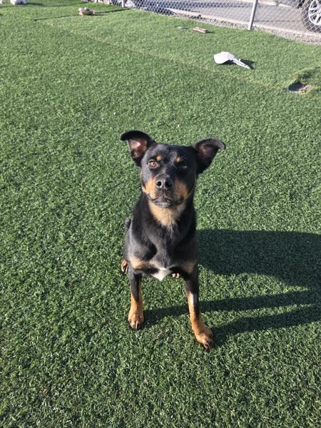 Enlarge Dude, a Adoptable mixed breed in Hollister, CA image 4/4