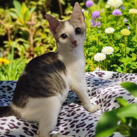 Enlarge Caesar, a Adoptable mixed breed in Lakeland, FL image 3/3