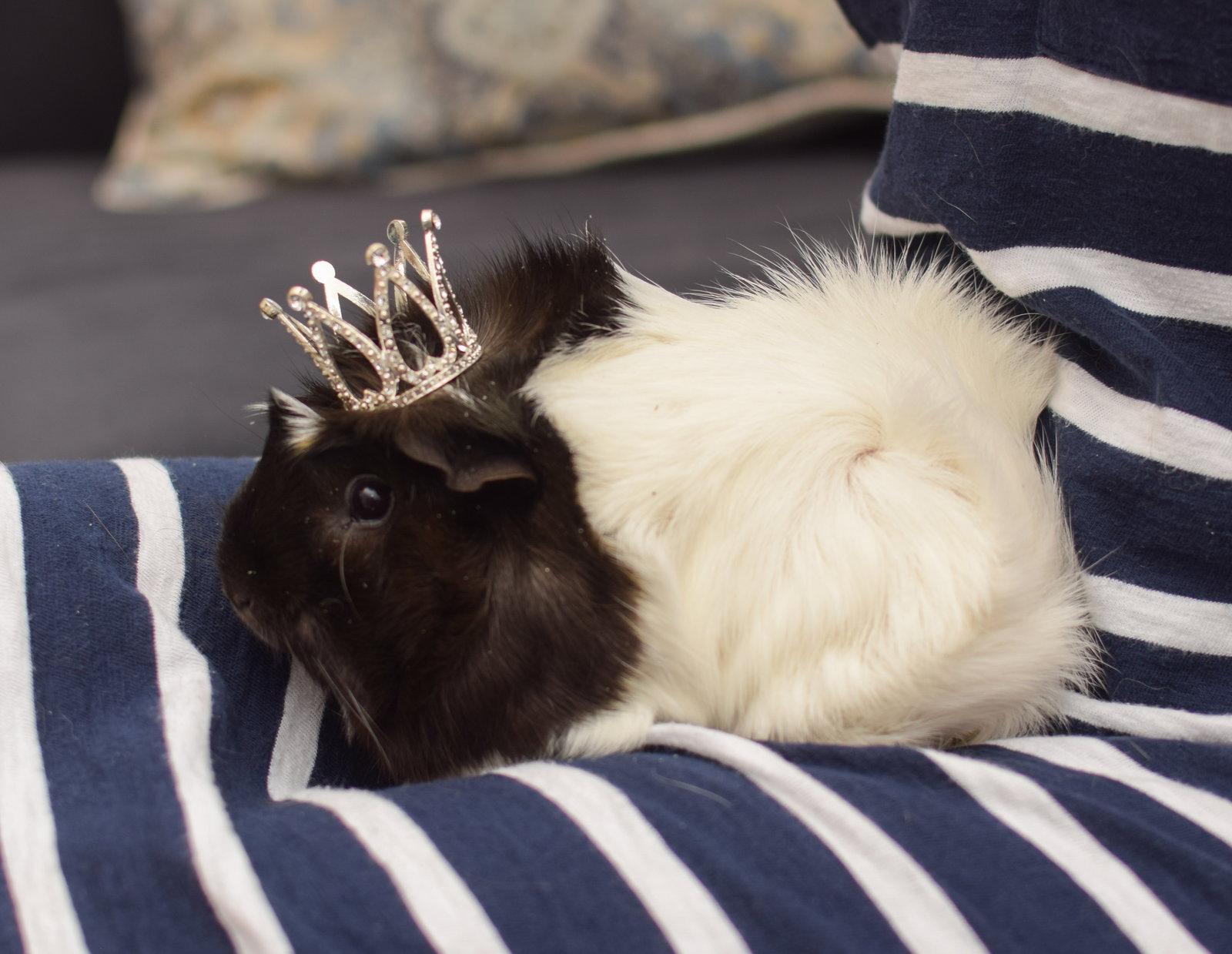 Sashimi, Adoptable, Adult Female Guinea Pig.