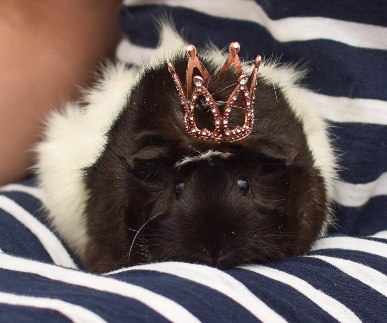 Enlarge Sashimi, a Adoptable Guinea Pig in Hockessin, DE image 2/2