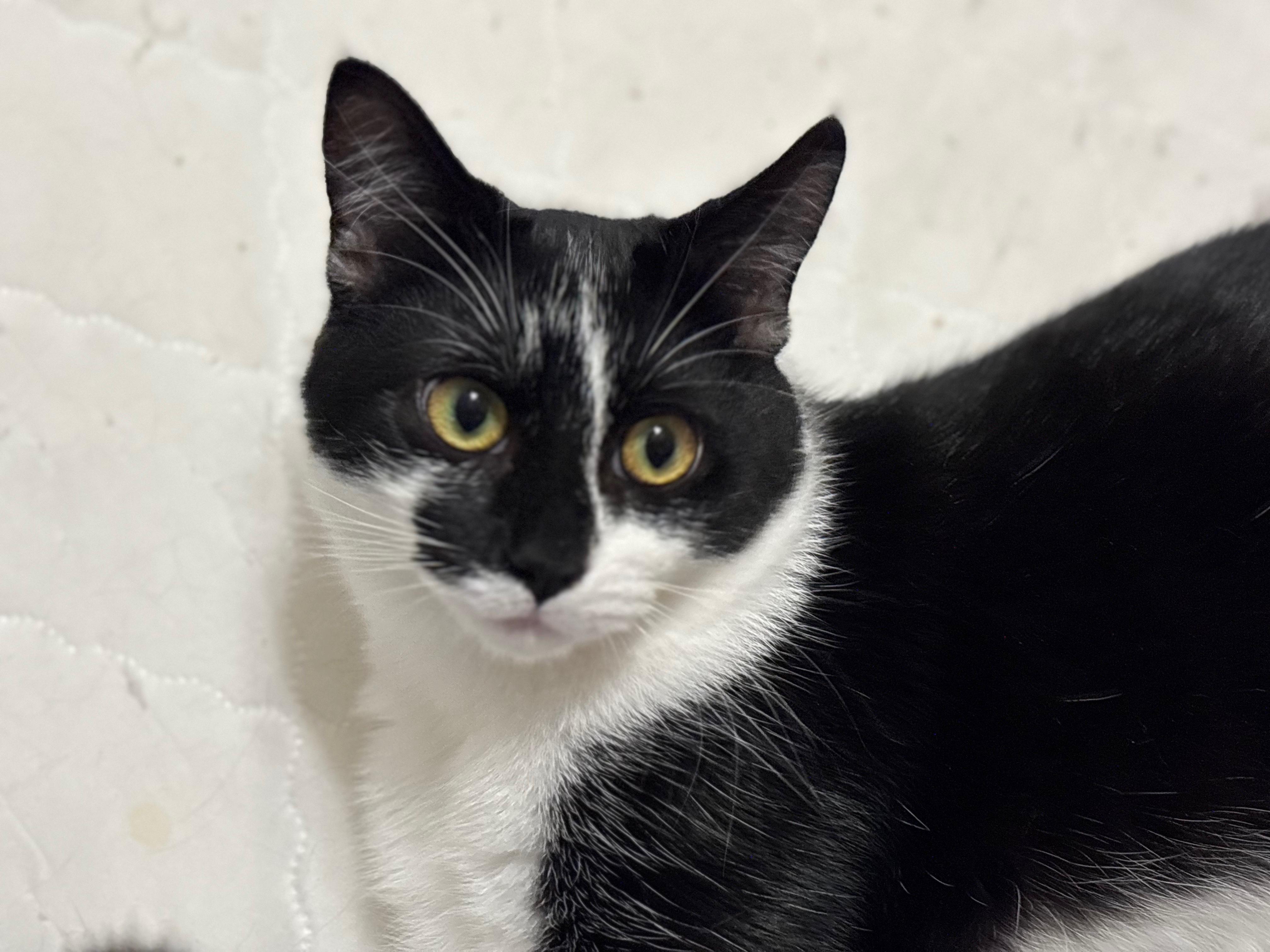 Enlarge Ziggy (bonded with Scotty), a Adoptable Domestic Short Hair in Wilsonville, OR image 3/6