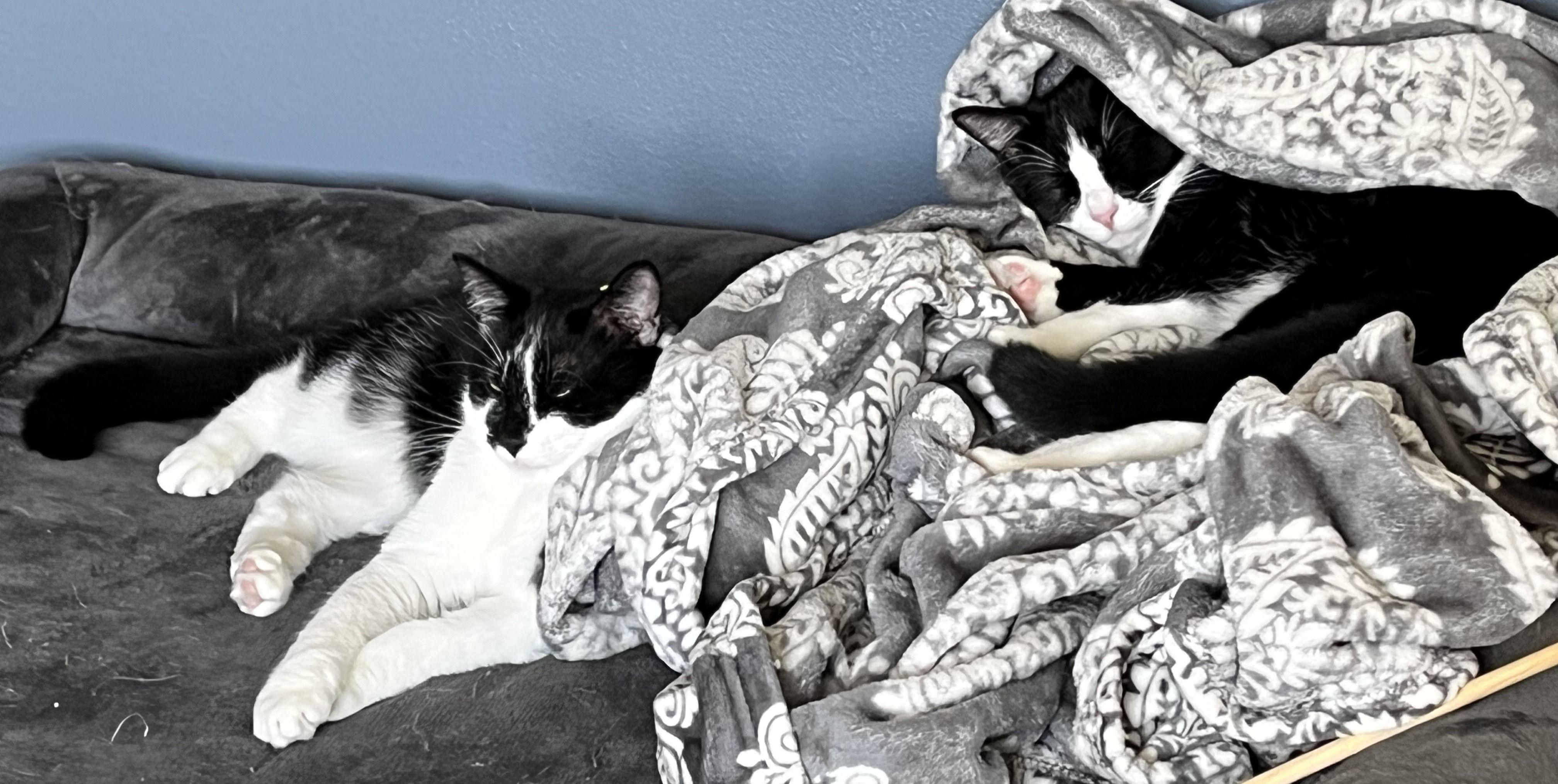 Enlarge Ziggy (bonded with Scotty), a Adoptable Domestic Short Hair in Wilsonville, OR image 4/6