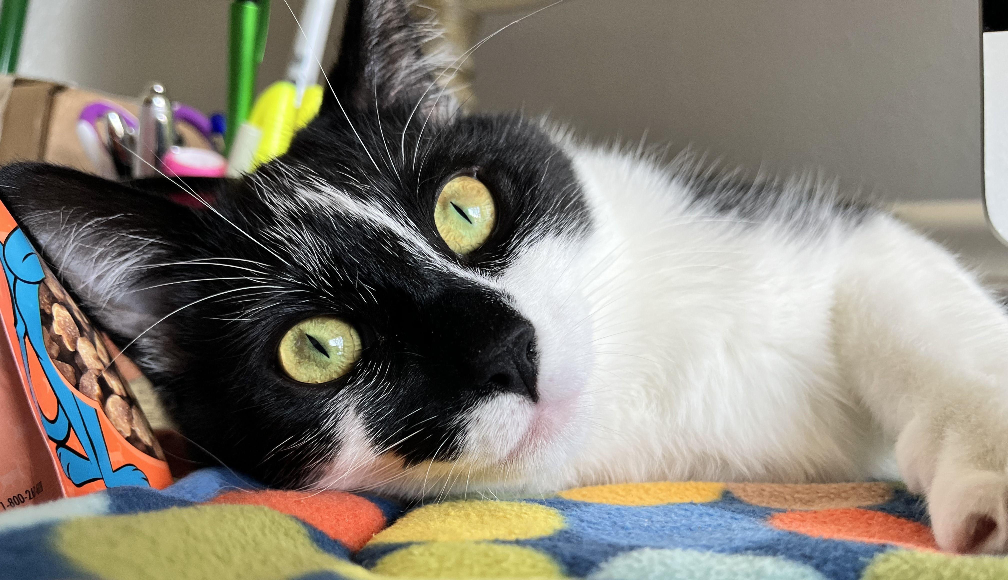 Enlarge Ziggy (bonded with Scotty), a Adoptable Domestic Short Hair in Wilsonville, OR image 2/6