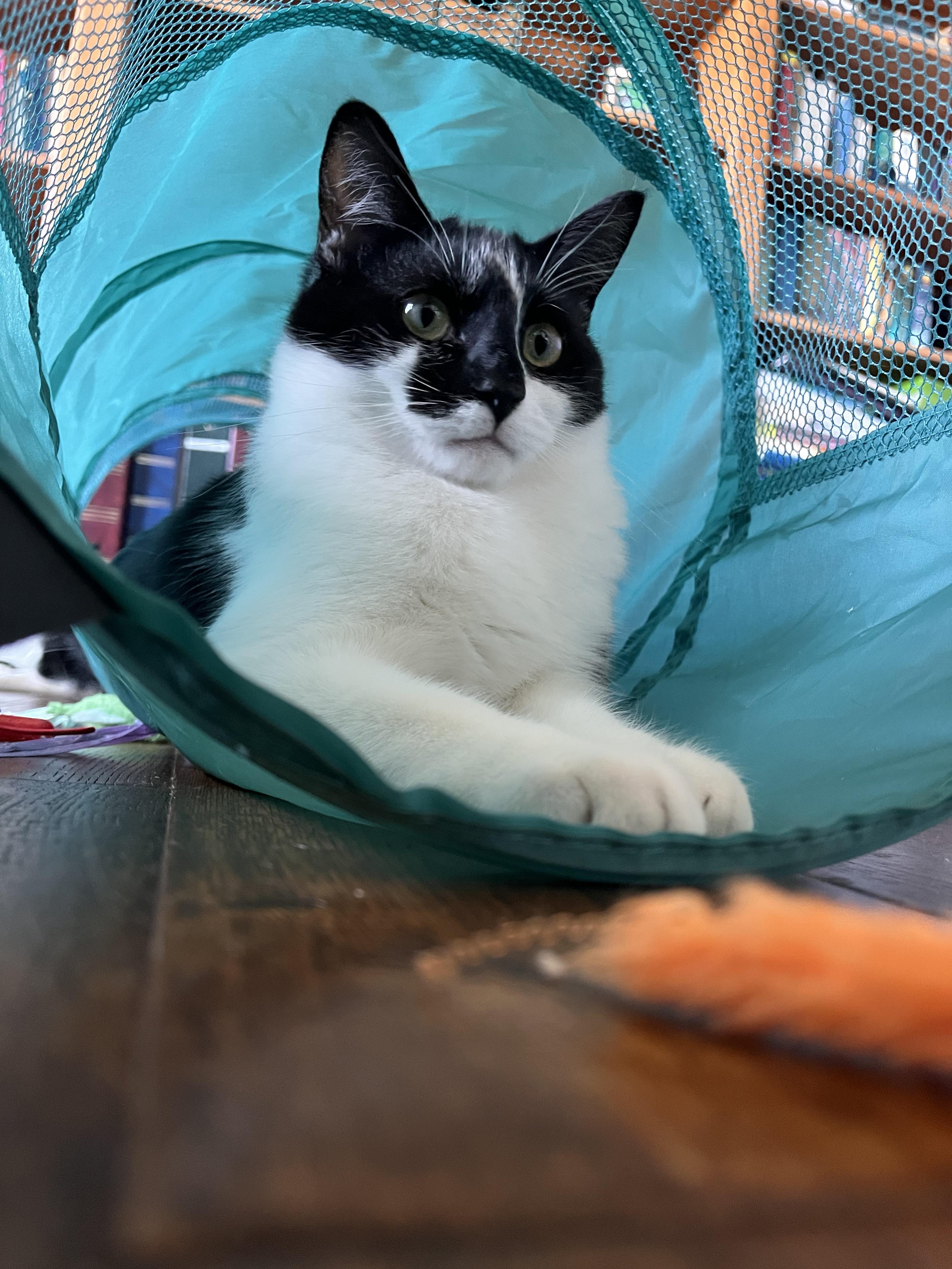 Enlarge Ziggy (bonded with Scotty), a Adoptable Domestic Short Hair in Wilsonville, OR image 5/6