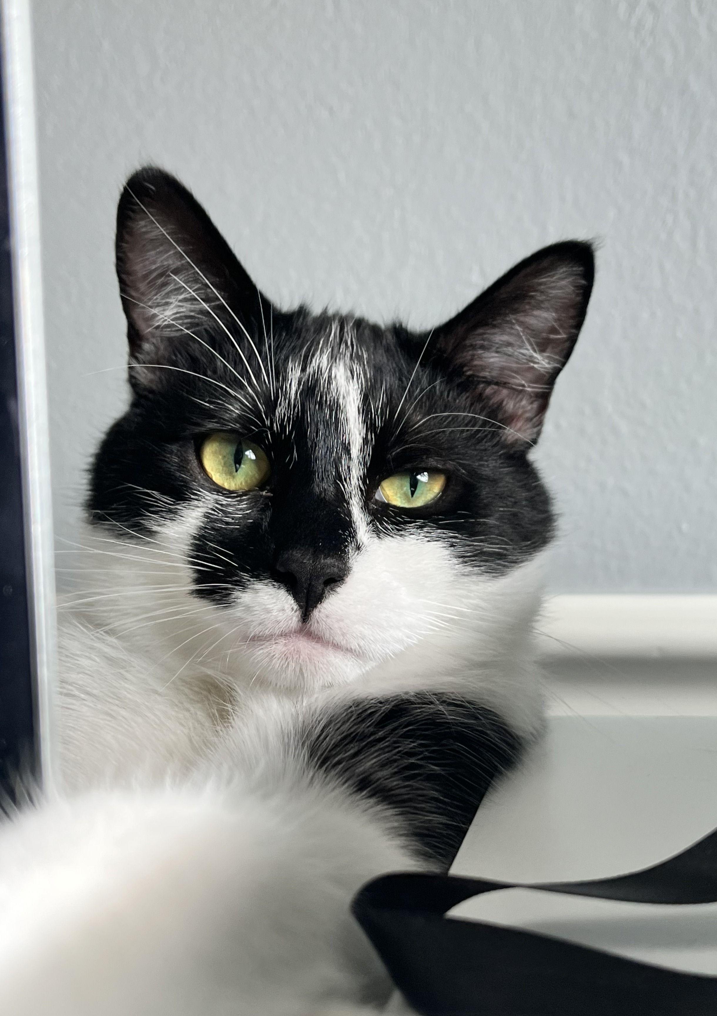 Enlarge Ziggy (bonded with Scotty), a Adoptable Domestic Short Hair in Wilsonville, OR image 6/6