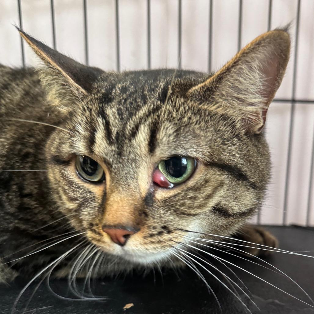 Enlarge Salta, a Adoptable Domestic Short Hair in Salisbury, MA image 1/1