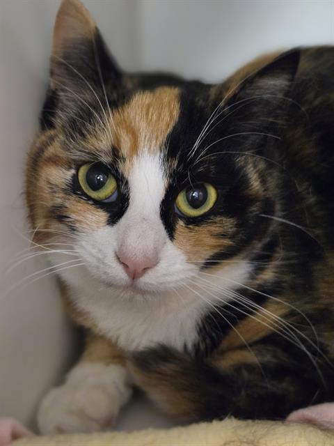 CLEO, Adoptable, Young Female Domestic Short Hair.