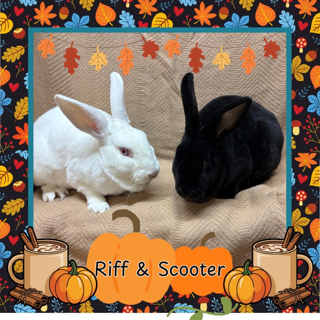 Enlarge Riff, a Adopted Rex in Elizabethtown, KY image 2/6