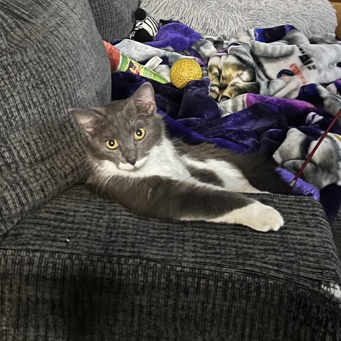 Enlarge Bunny, a ADOPTABLE Domestic Medium Hair in Huffman, TX image 2/2