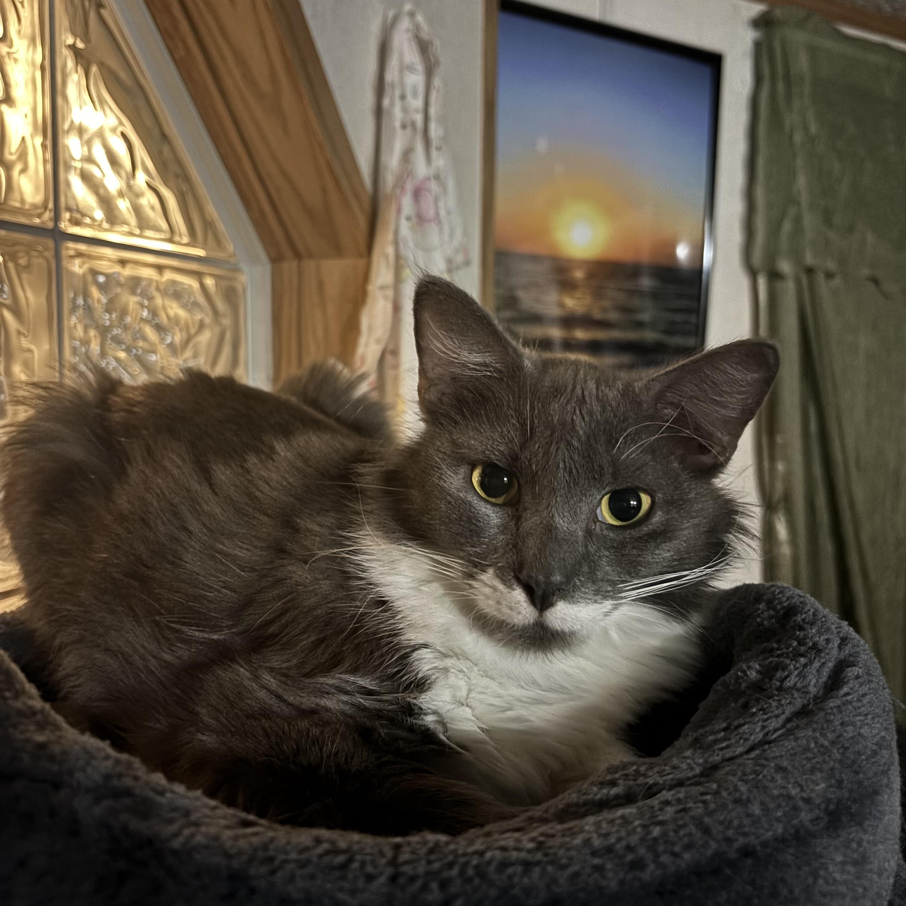 Enlarge Bunny, a ADOPTABLE Domestic Medium Hair in Huffman, TX image 1/2