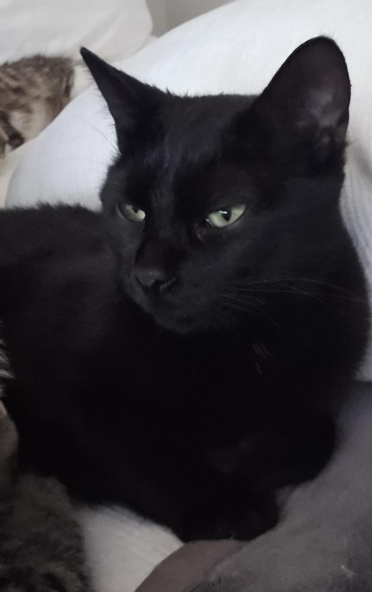 UMA - 10995 (FA/FF), Adoptable, Adult Female Domestic Short Hair.