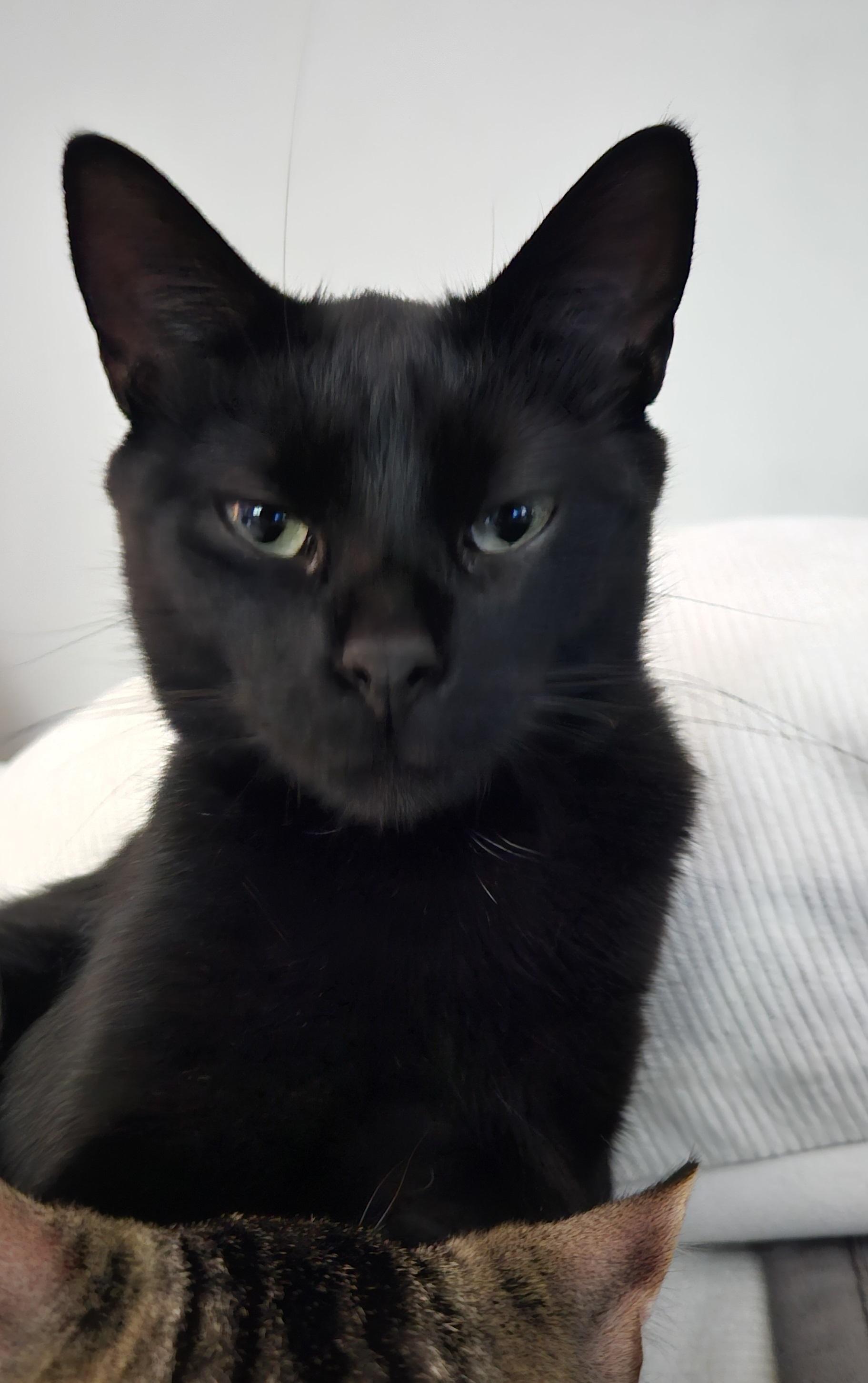 Enlarge UMA - 10995 (FA/FF), a Adoptable Domestic Short Hair in Sainte-Angele-de-Monnoir, QC image 2/4