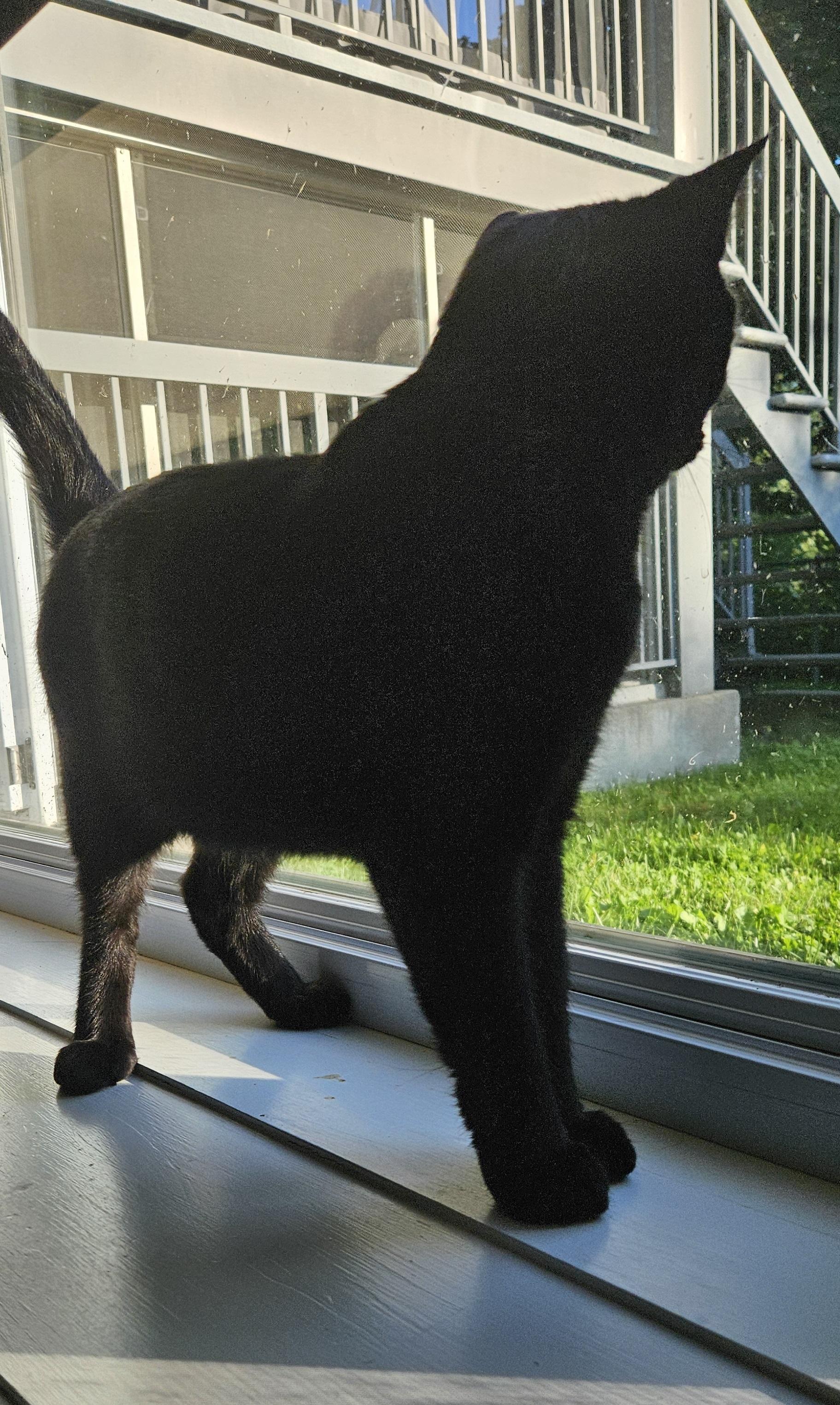 Enlarge UMA - 10995 (FA/FF), a Adoptable Domestic Short Hair in Sainte-Angele-de-Monnoir, QC image 4/4
