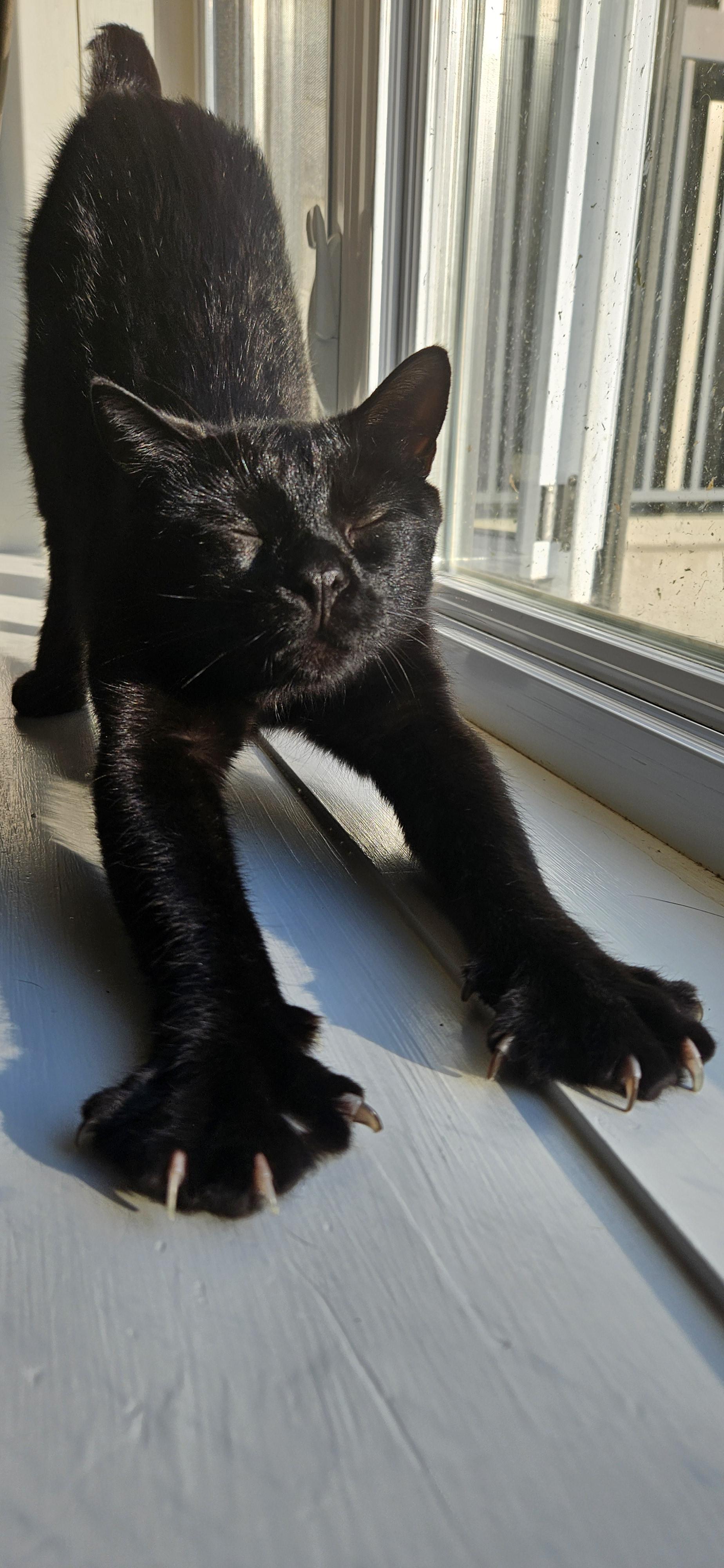 Enlarge UMA - 10995 (FA/FF), a Adoptable Domestic Short Hair in Sainte-Angele-de-Monnoir, QC image 3/4