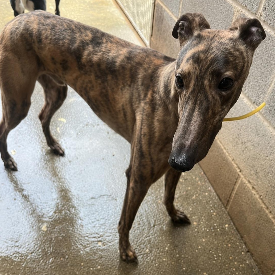 Alohas Nidge (Nidge), a ADOPTABLE Greyhound in North Port, FL image 2/2