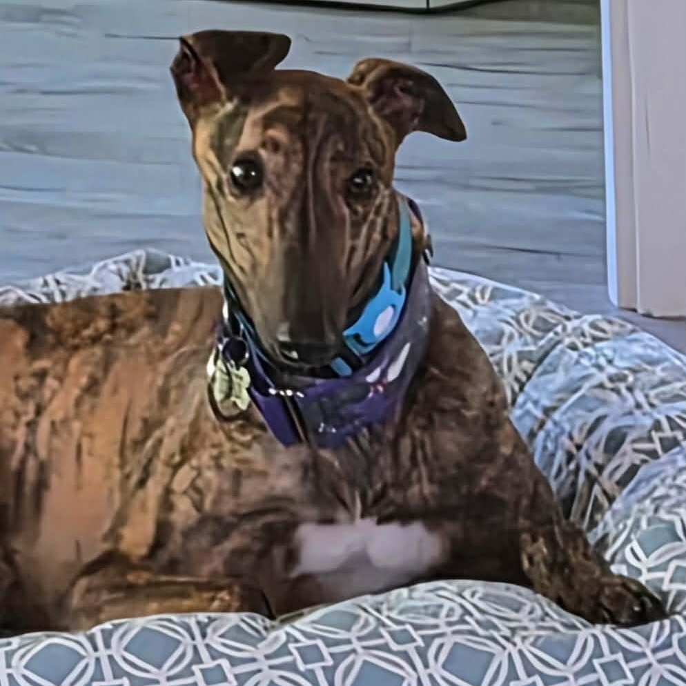 Alohas Nidge (Nidge), ADOPTABLE, Adult Male Greyhound.
