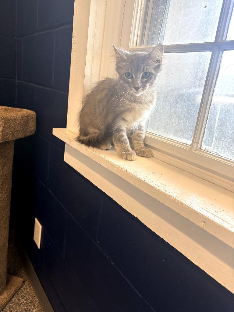 SPERRIE, Adoptable, Kitten Male Domestic Medium Hair.