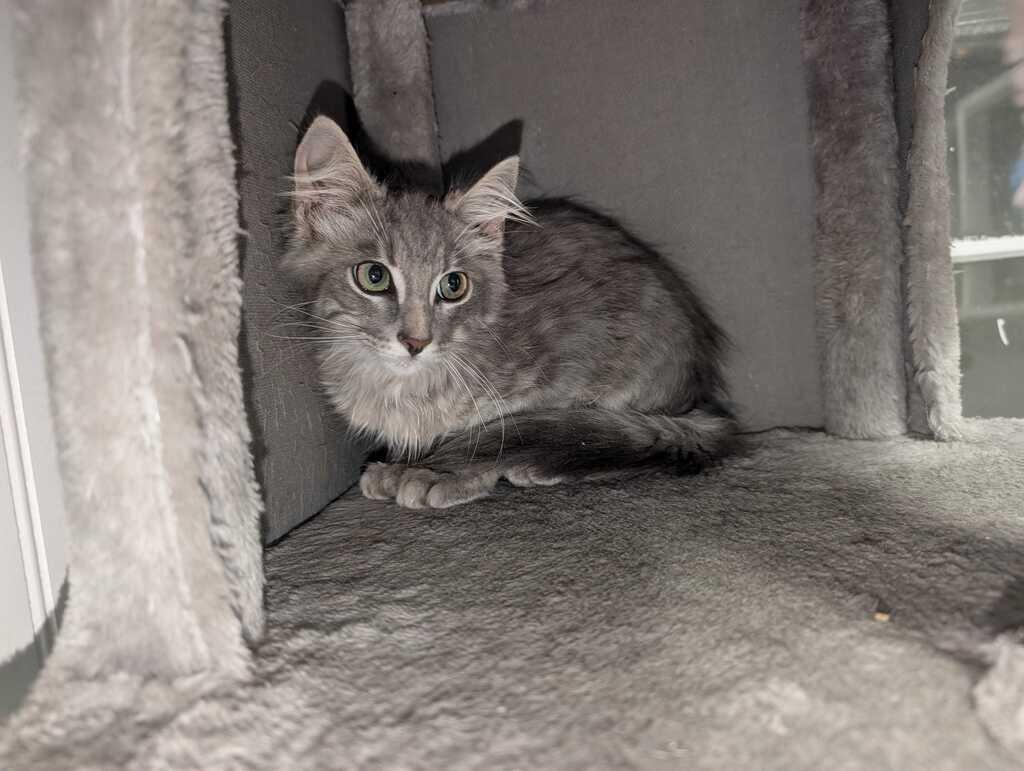 Enlarge SPERRIE, a Adoptable mixed breed in Athens, AL image 2/6